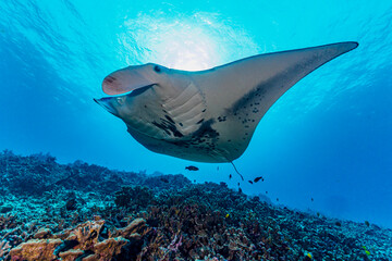 Manta ray underwater. Underwater manta ray swimming. Underwater manta ray. Giant oceanic Manta ray in underwater world