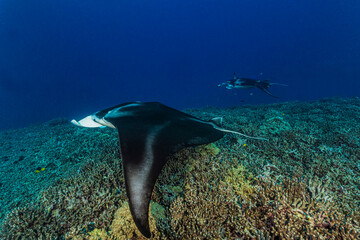 Manta ray underwater. Underwater manta ray swimming. Underwater manta ray. Giant oceanic Manta ray in underwater world