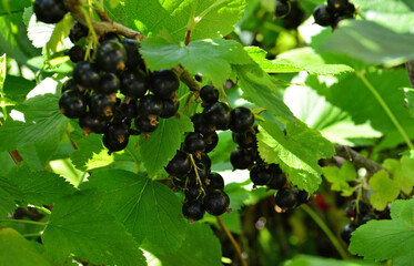 a close up of Clusters of Ripe Blackcurrants on a Green Bush