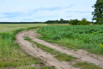 Winding Dirt Road Through Lush Green Farmland Under a Cloudy Sky in the evening copy space