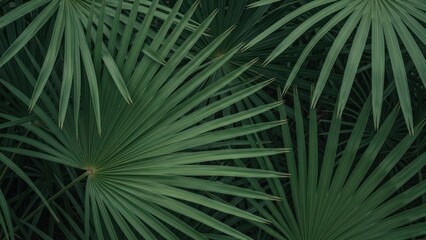 Obraz premium Overhead view of dark green fan palm leaves, creating a textured natural pattern