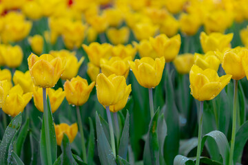 Selective focus of yellow tulip flowers with green leaves and water drops in garden, Tulips from a genus of spring-blooming perennial herbaceous bulbiferous geophytes, Natural background, Netherlands.