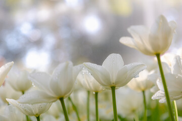 Fototapeta premium Selective focus of white tulip flowers with green leaves and water drops in garden, Tulips from a genus of spring-blooming perennial herbaceous bulbiferous geophytes, Natural background, Netherlands.