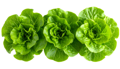 Three vibrant, green heads of lettuce, arranged horizontally with detailed leaf textures