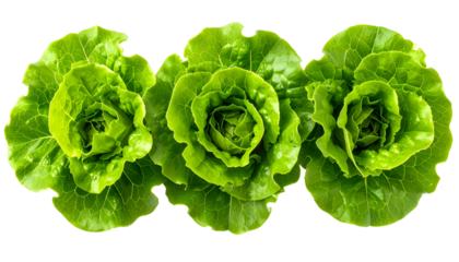 Three vibrant, green heads of lettuce isolated on a black background, fresh and crisp