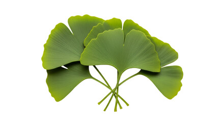 Stack of Green Ginkgo Biloba Leaves on Black fan-shaped