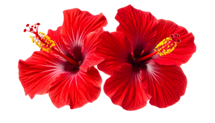 Two vibrant red tropical flowers with yellow stamen against a solid black backdrop