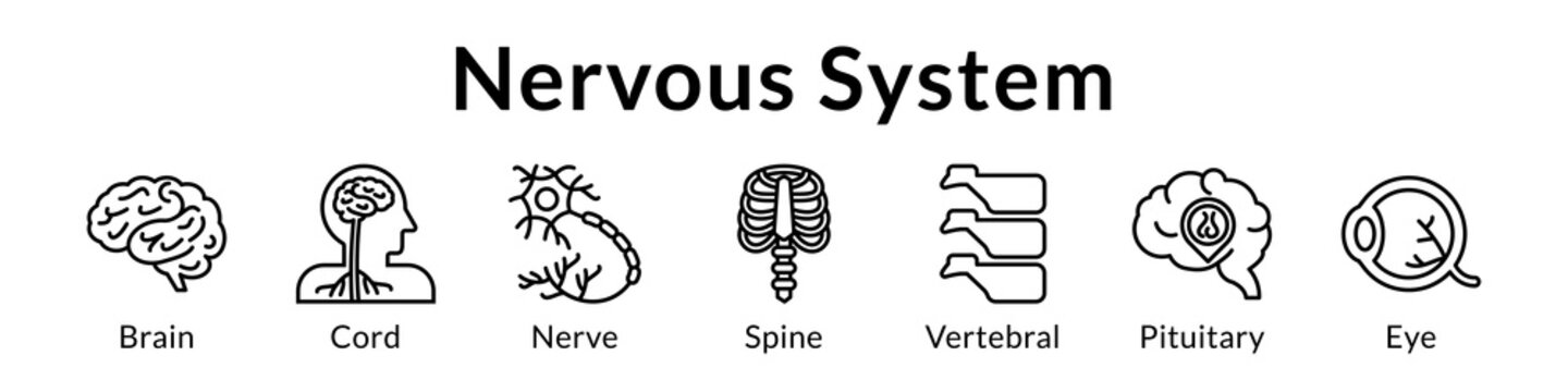 Nervous System Anatomy for Medical Education Neurology Healthcare Neural Studies and Clinical Neuroscience Training