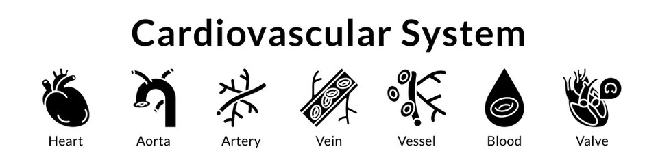 Cardiovascular System Anatomy for Medical Education Heart Circulation Cardiology Healthcare and Clinical Studies