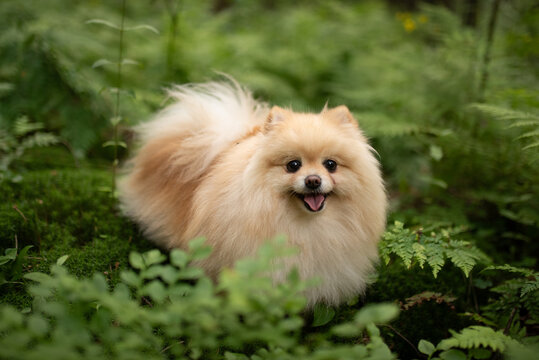 A fluffy, light brown Pomeranian dog sits among green ferns and moss in a dense forest. The happy dog faces forward with its mouth open and tongue sticking out