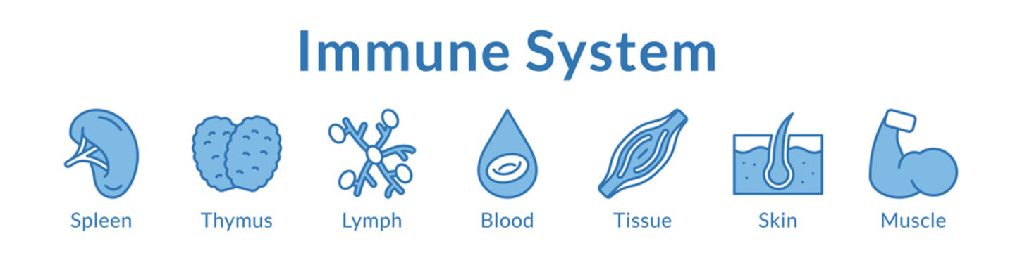 Immune System Anatomy for Medical Education Immunology Healthcare Defense Mechanism and Clinical Studies
