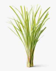 Obraz premium Fresh, vibrant bundle of long, green herb leaves