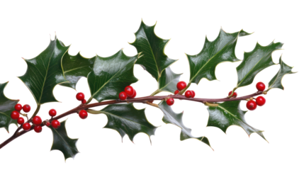 Winter holly branch with berry on transparent background