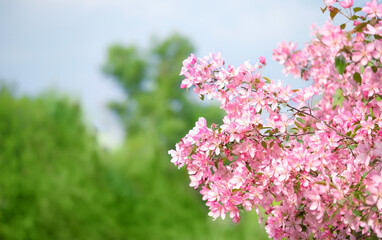 beautiful bright pink plum flowers in spring garden. spring abstract floral nature background with  blossoming gentle pink cherry tree. copy space. template for design