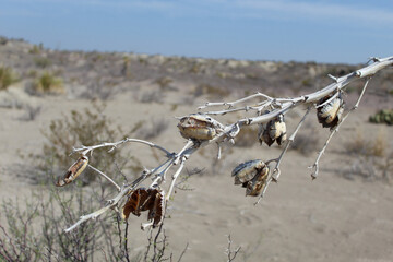 Leaning yucca seed pods with blue sky at Big Bend National Park in Texas