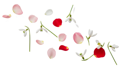 Scattered flower petals and stems on a white background viewed from directly above
