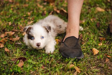 Australian Shepherd puppy with blue eyes lying on green grass next to a person's shoes, adorable white and brown dog resting outdoors in autumn