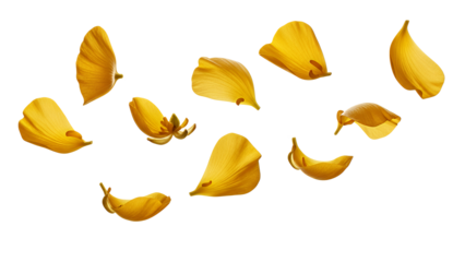 Falling yellow flower petals on a white background