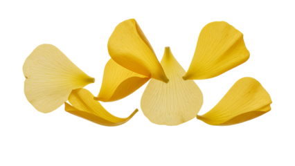 Yellow flower petals scattered on a white background viewed from directly above