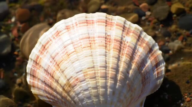Scallop shell resting on pebble beach with blurred stones in the background. Good for vacation