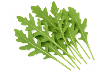 Fresh organic arugula rocket salad leaves on transparent background