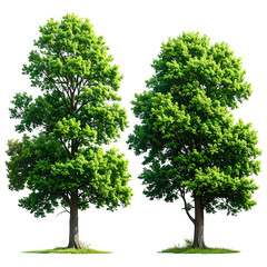 Two lush green trees with dense foliage, isolated against a black background