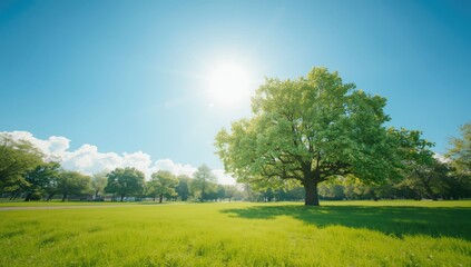 Fototapeta premium Sunlit landscape with vibrant green trees and grass, suitable as background for nature-themed designs