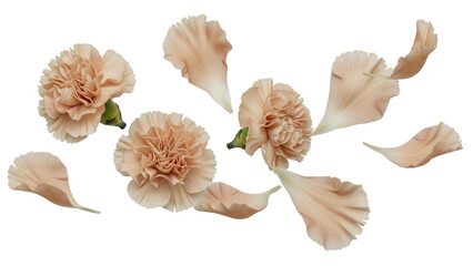 A serene arrangement of carnation flowers in soft pastel hues floating gently against a pristine white background from a top-down viewpoint.