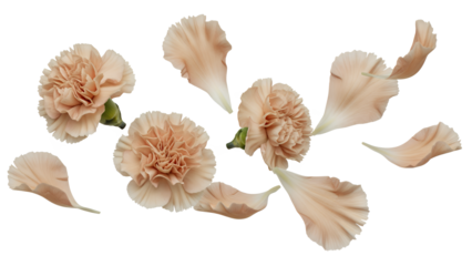 A serene arrangement of carnation flowers in soft pastel hues floating gently against a pristine white background from a top-down viewpoint.