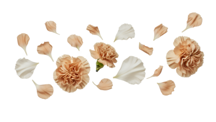 Chrysanthemum flowers falling from above, scattered on white background, serene floral display