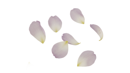 A serene arrangement of lavender flower petals against a white background