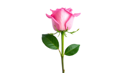 Single pink rose with stem and leaves, isolated on a stark black background