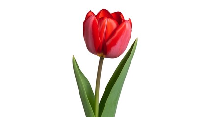 Red tulip flower isolated on white background natural beauty concept
