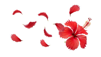 Vibrant red hibiscus flower with delicate petals falling around it in a serene white background