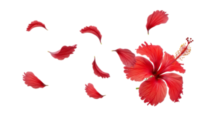 Vibrant red hibiscus flower with delicate petals falling around it in a serene white background