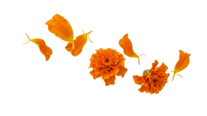 A close-up view of marigold flowers and petals on a white background