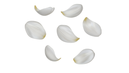 A collection of white petal fragments against a plain white background viewed from directly above