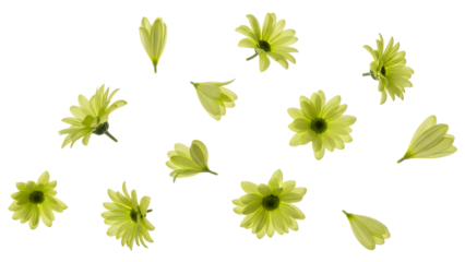 Scattered green flowers and petals floating in the air against a white background