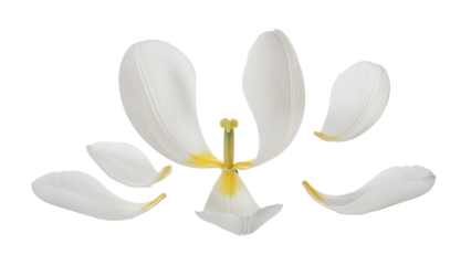 A close-up view of a white tulip with petals detached from the stem, isolated on a white background.