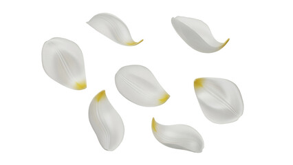 Tulip petals floating gently in the air isolated on a white background from a high viewpoint