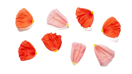 A collection of poppy petals arranged in a circular pattern on a white background viewed from above