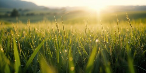Bright sunlight shining on lush tall grass in a rural landscape, suitable for editorial header