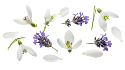 A serene arrangement of bluebell flowers and white petals on a clean white background