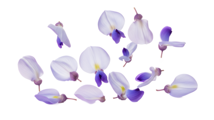 A collection of delicate purple azalea flower petals scattered against a white background