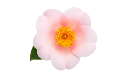 Delicate pink camellia flower with yellow stamen, green leaf, and black background