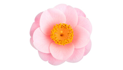 Close-up of a vibrant pink flower with yellow center, petals layered, isolated on black