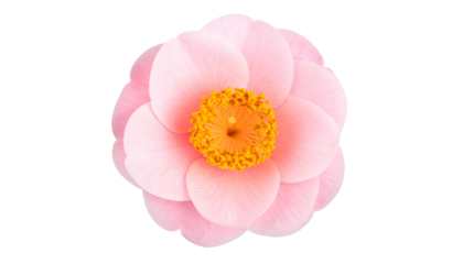 Close-up of a vibrant pink flower with yellow center, petals layered, isolated on black