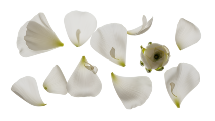 A collection of white flower petals scattered on a white background from a top-down viewpoint