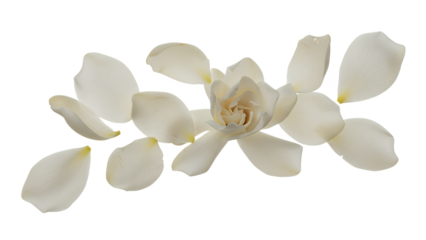 A serene white camellia flower blooming in a tranquil environment from a top viewpoint showcasing its delicate petals