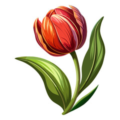 Red Orange Tulip Flower with Green Leaves Botanical Illustration
